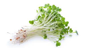 Alfalfa Sprouts