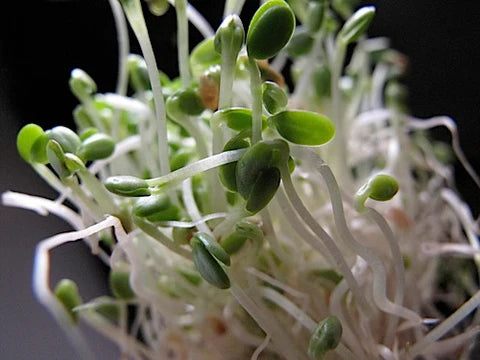 Clover Sprouts
