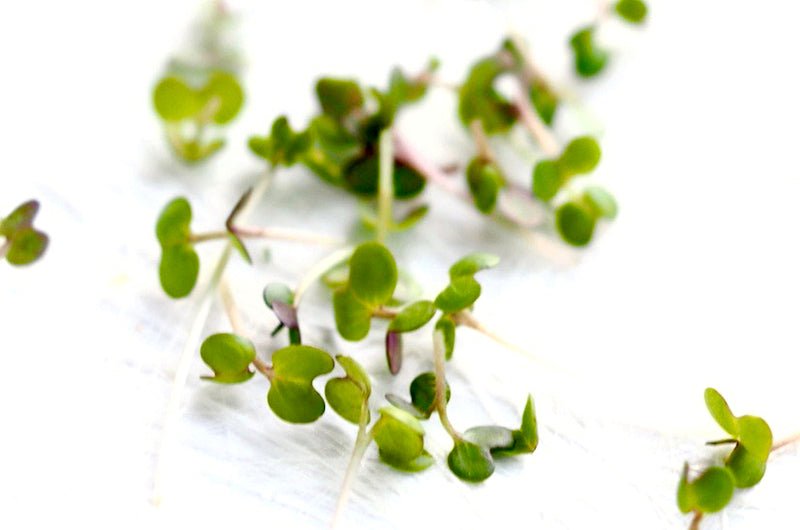 Mustard Sprouts