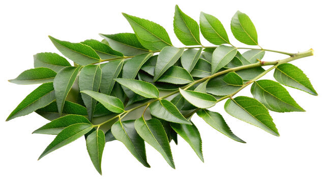 Curry Plant Leaves