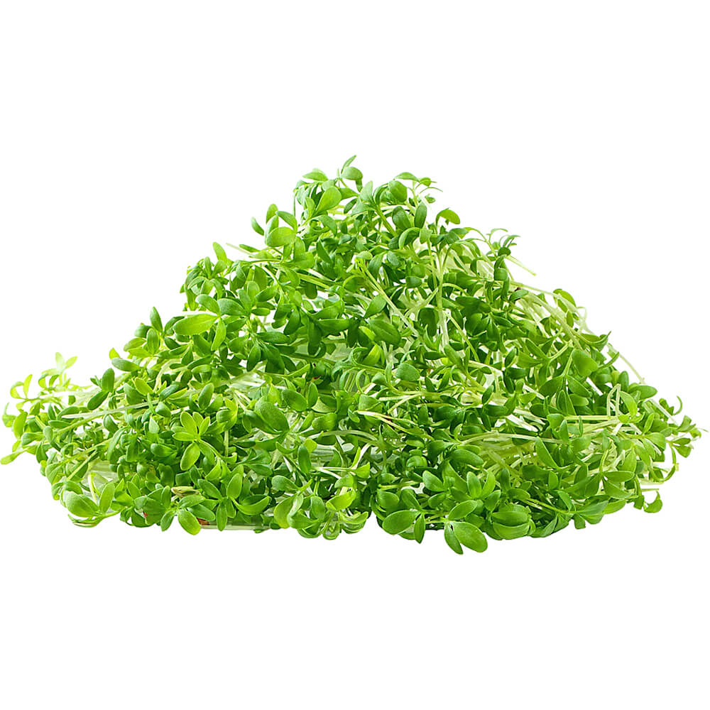 Garden Cress