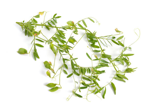 Lentil Leaves