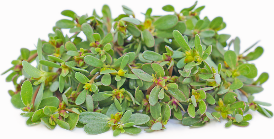 Purslane