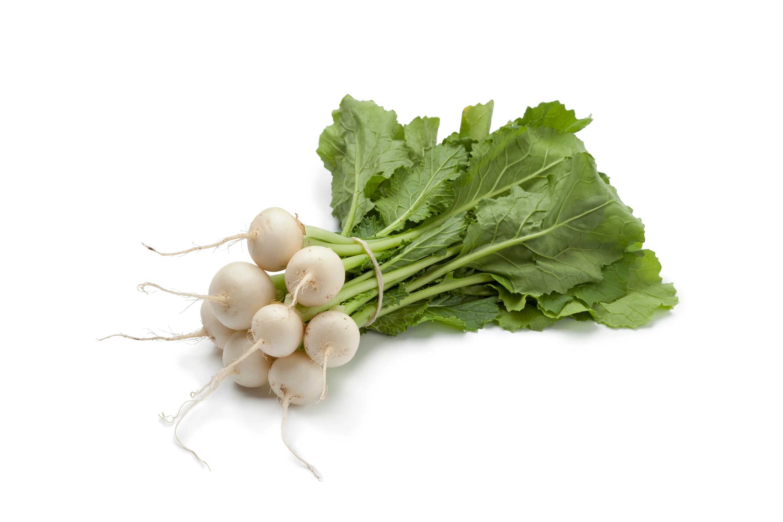 Turnip