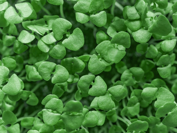 Basil Microgreens