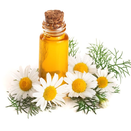 Chamomile, Chamomile Oil, Cold Pressed Oil
