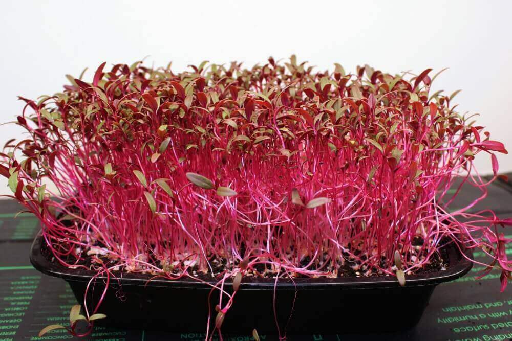 Amaranth Microgreens