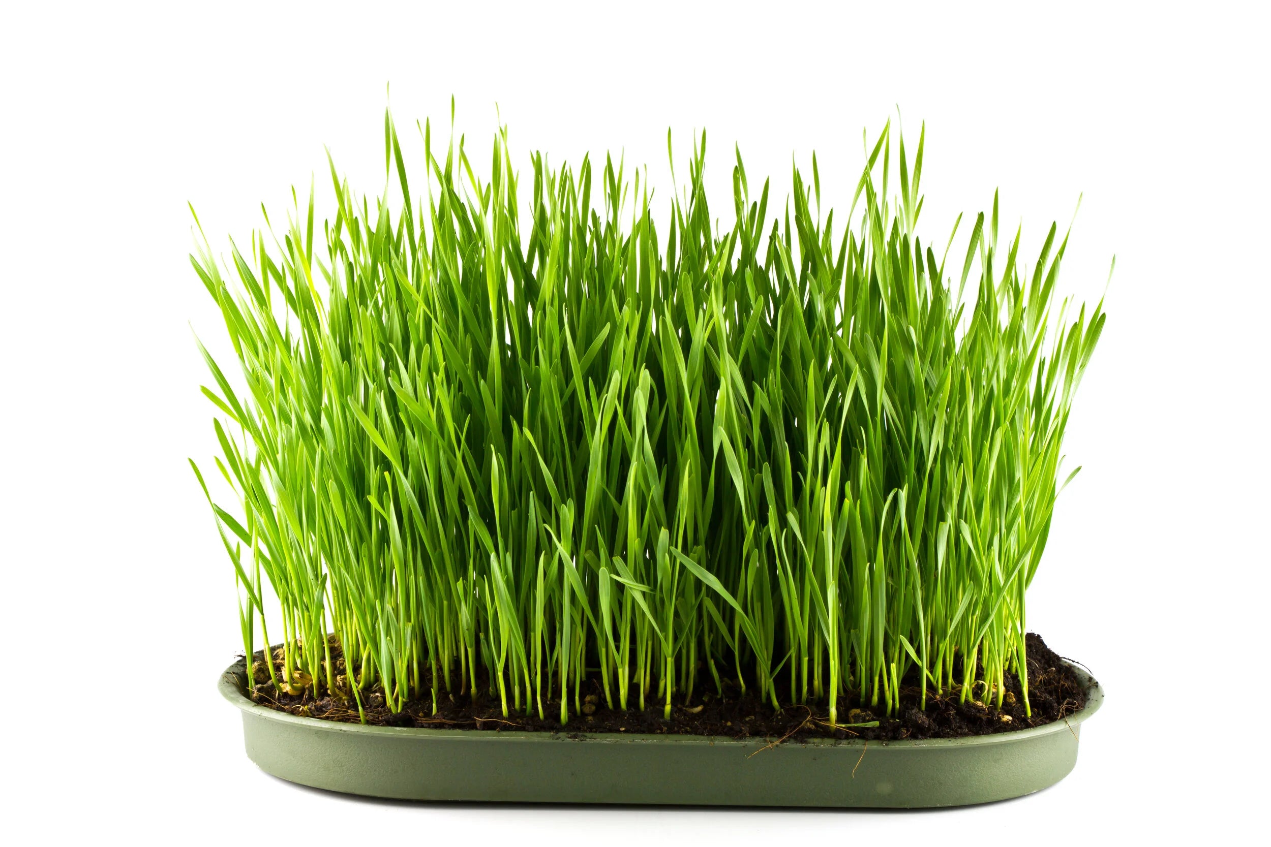 Barley Grass