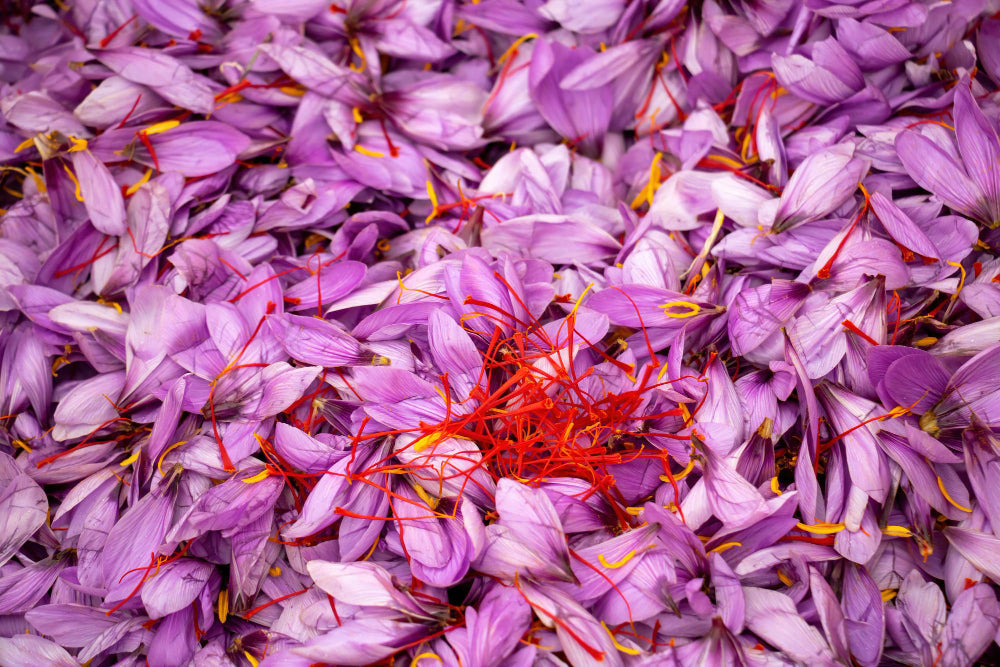 Benefits of Organic Zaffran (Saffron) for Health in Pakistan