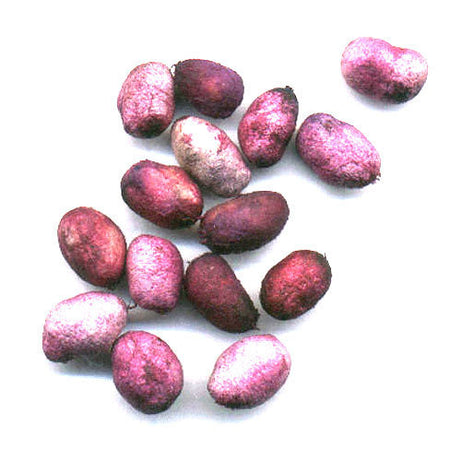 Jamun Seeds Capsules