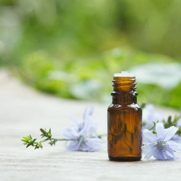 Chicory Oil, Cichorium Intybus, Cichorium Intybus Oil