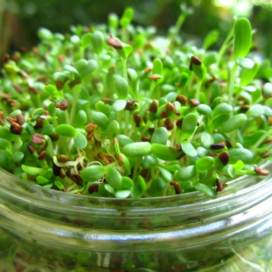 Alfalfa Sprouts