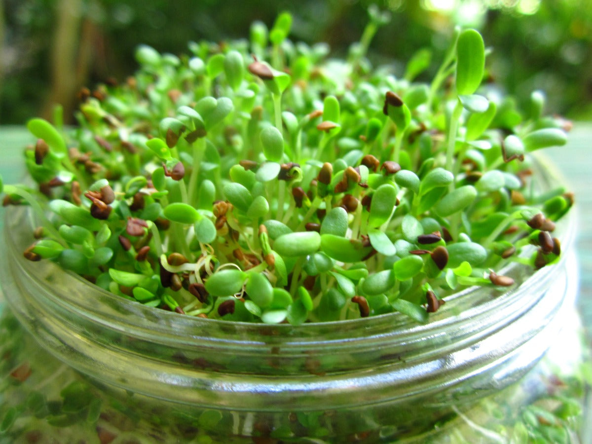 Alfalfa Sprouts