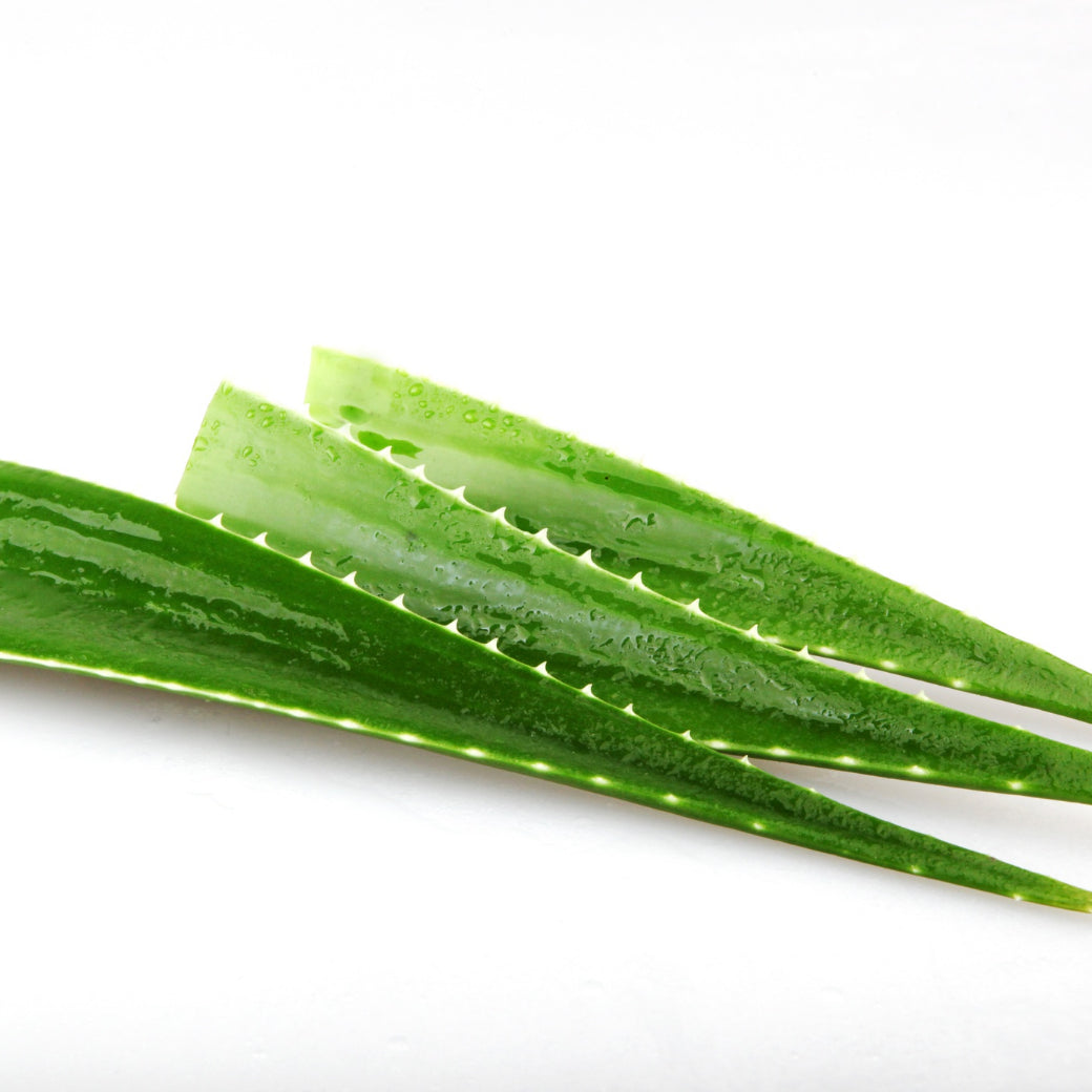 Aloe Vera - veg use