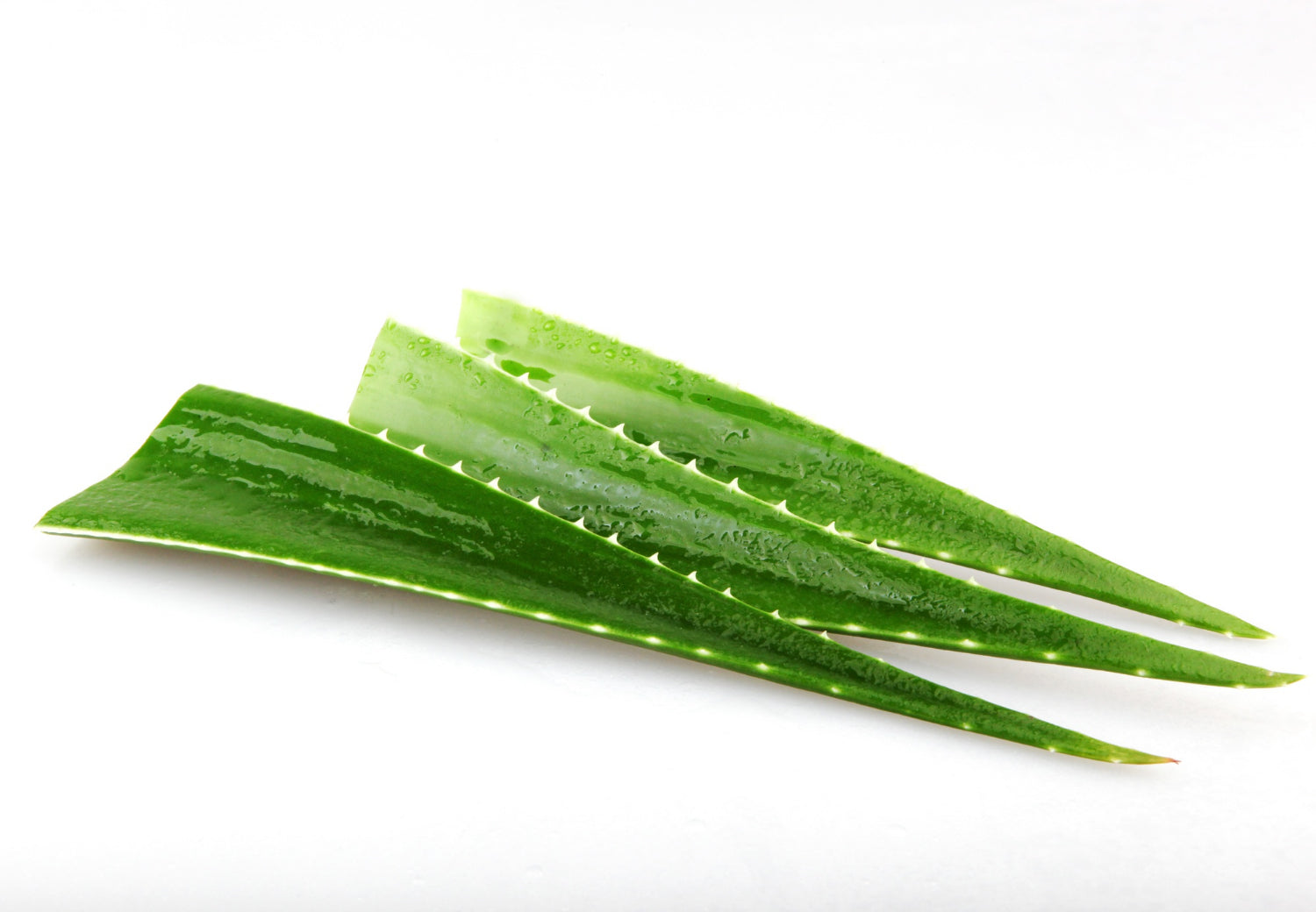 Aloe Vera - veg use