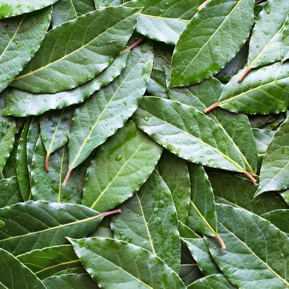 Bay Leaves - fresh