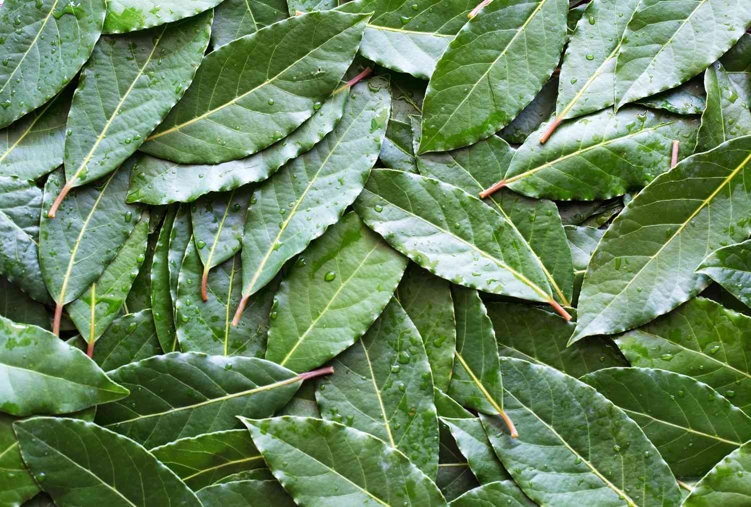 Bay Leaves - fresh