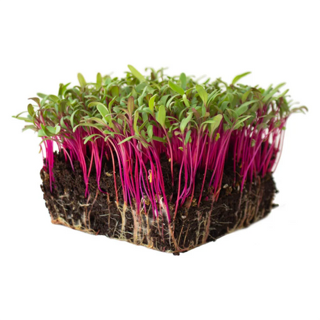 Beet Microgreens