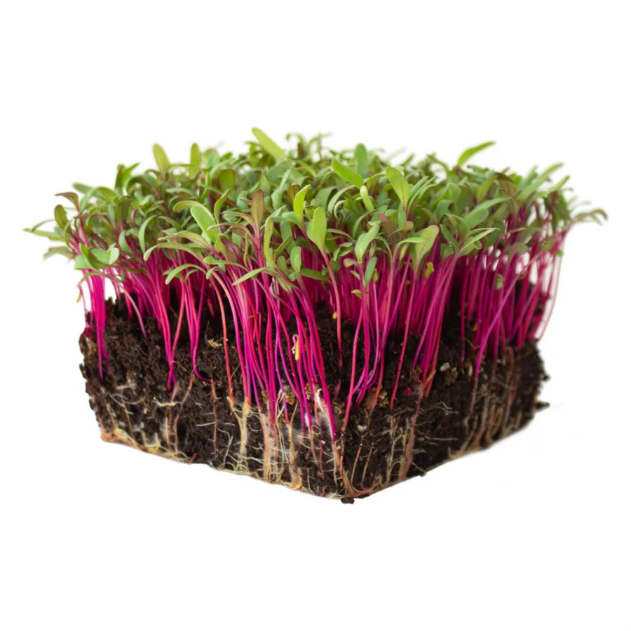 Beet Microgreens