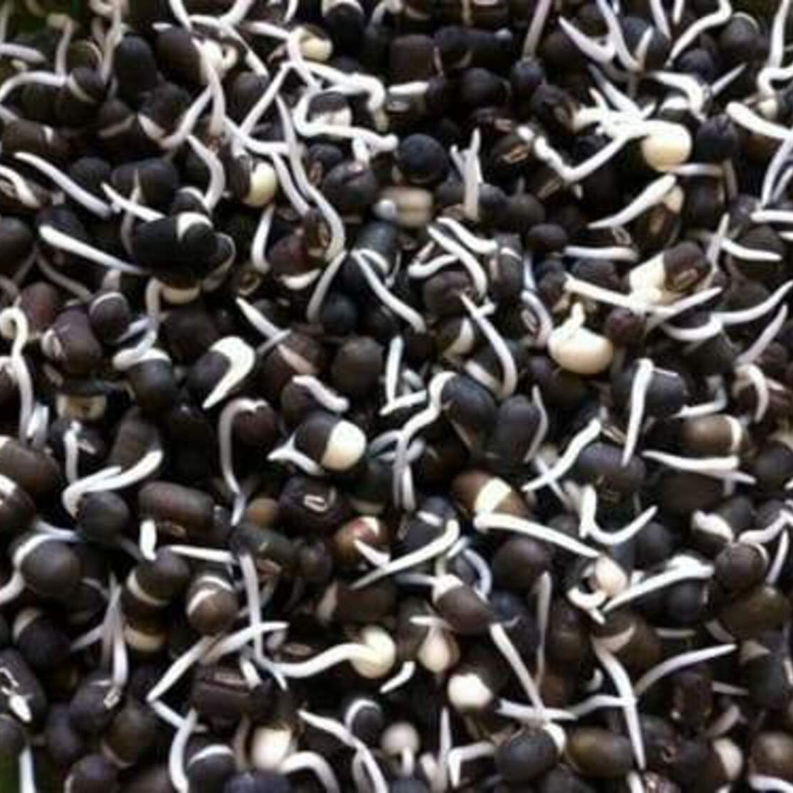 Black Gram Sprouts