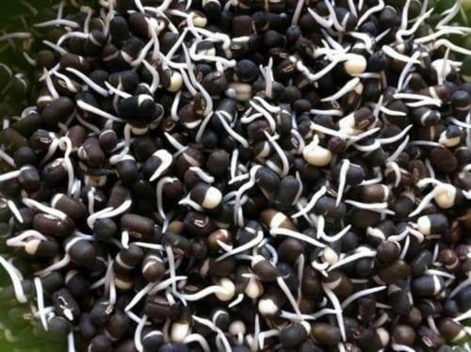 Black Gram Sprouts
