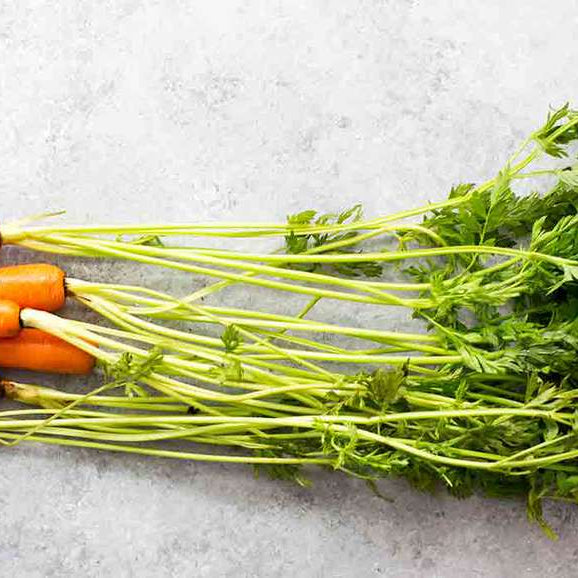 Carrot Leaves