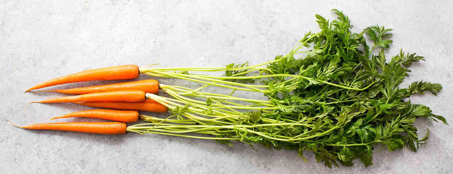 Carrot Leaves