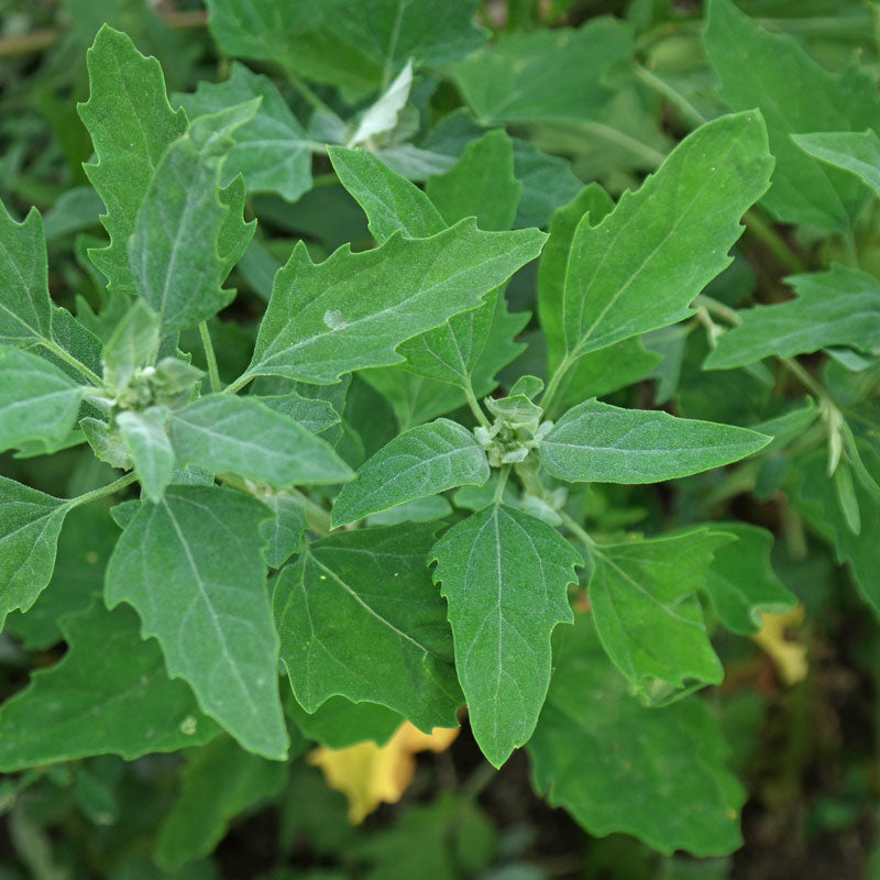 Chenopodium