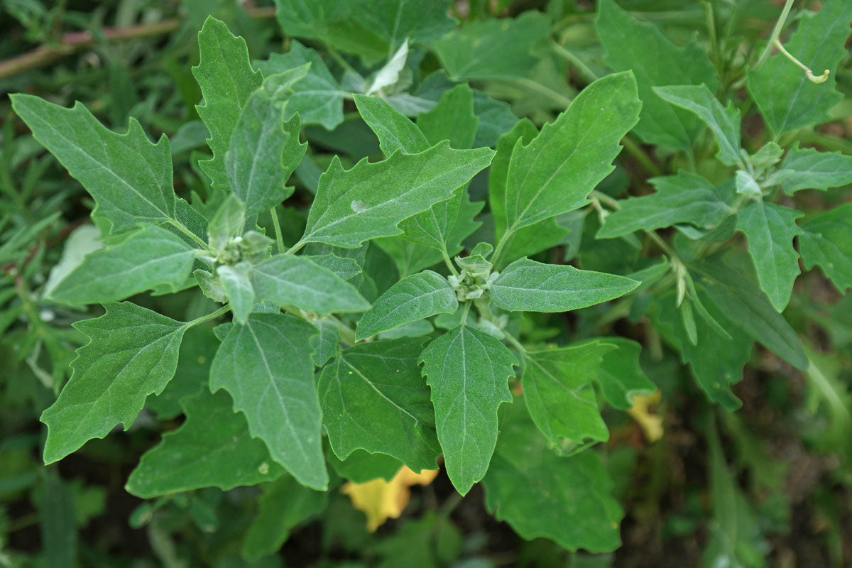 Chenopodium