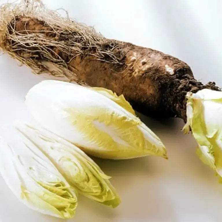 Chicory