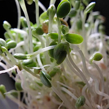 Clover Sprouts