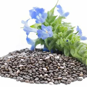 Buy Organic Chia Seeds - Chia Seeds Price in Pakistan