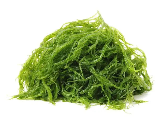 Seaweed