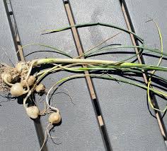 Wild Garlic
