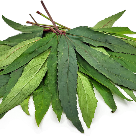 Roselle Leaves