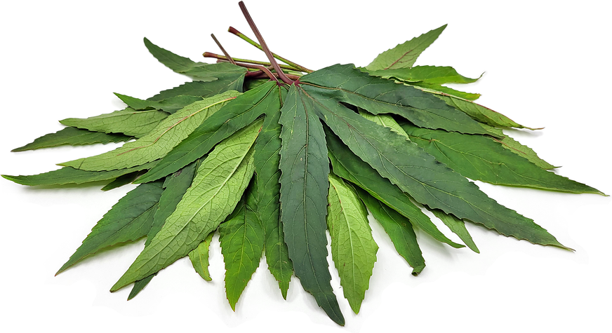 Roselle Leaves