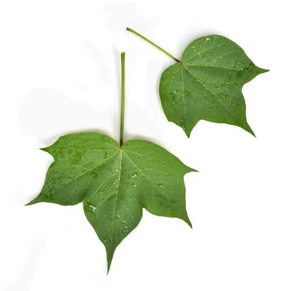 Cotton Leaves