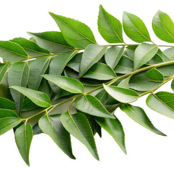 Curry Plant Leaves
