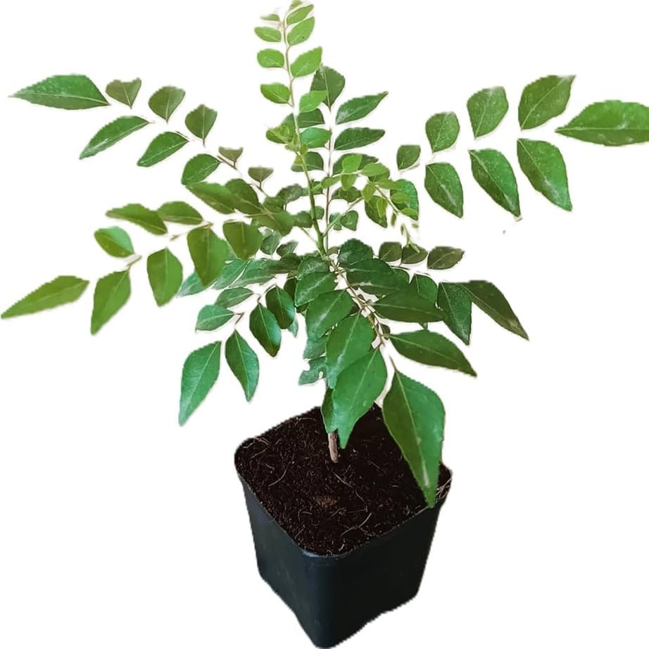 Curry Leaves