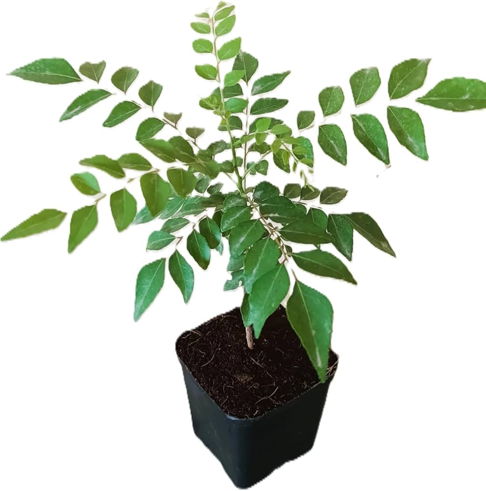 Curry Leaves