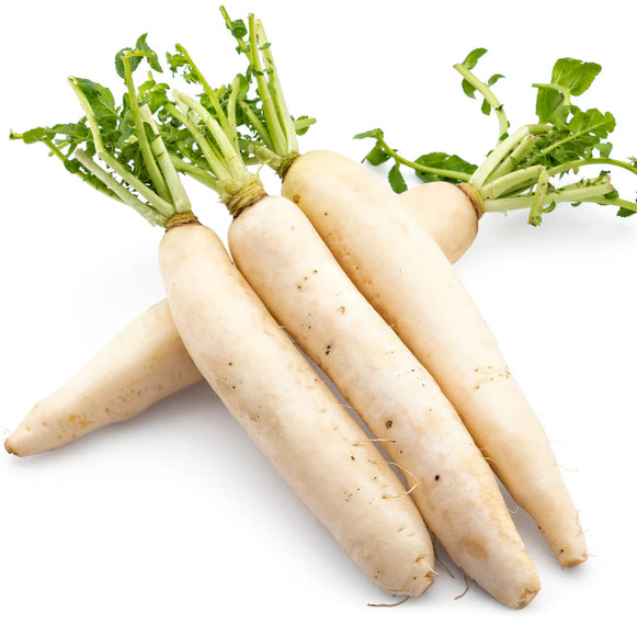 Daikon Radish