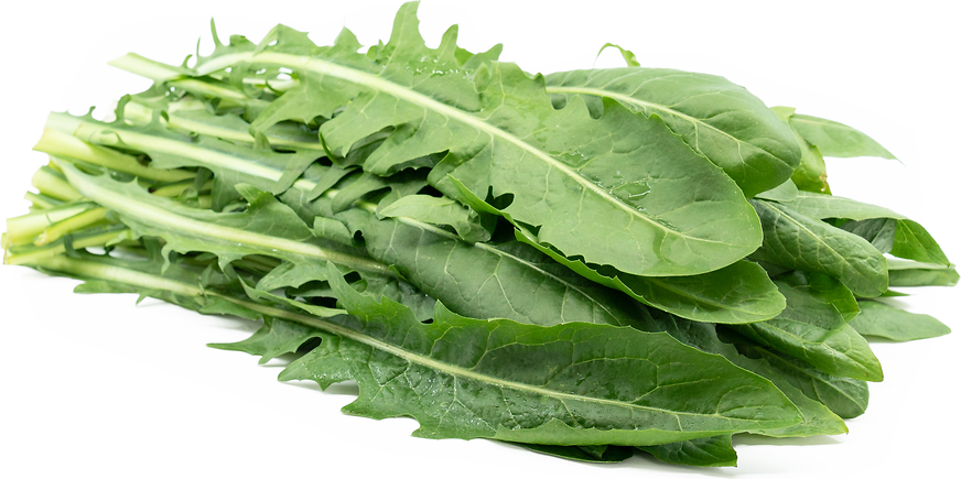 Dandelion Greens