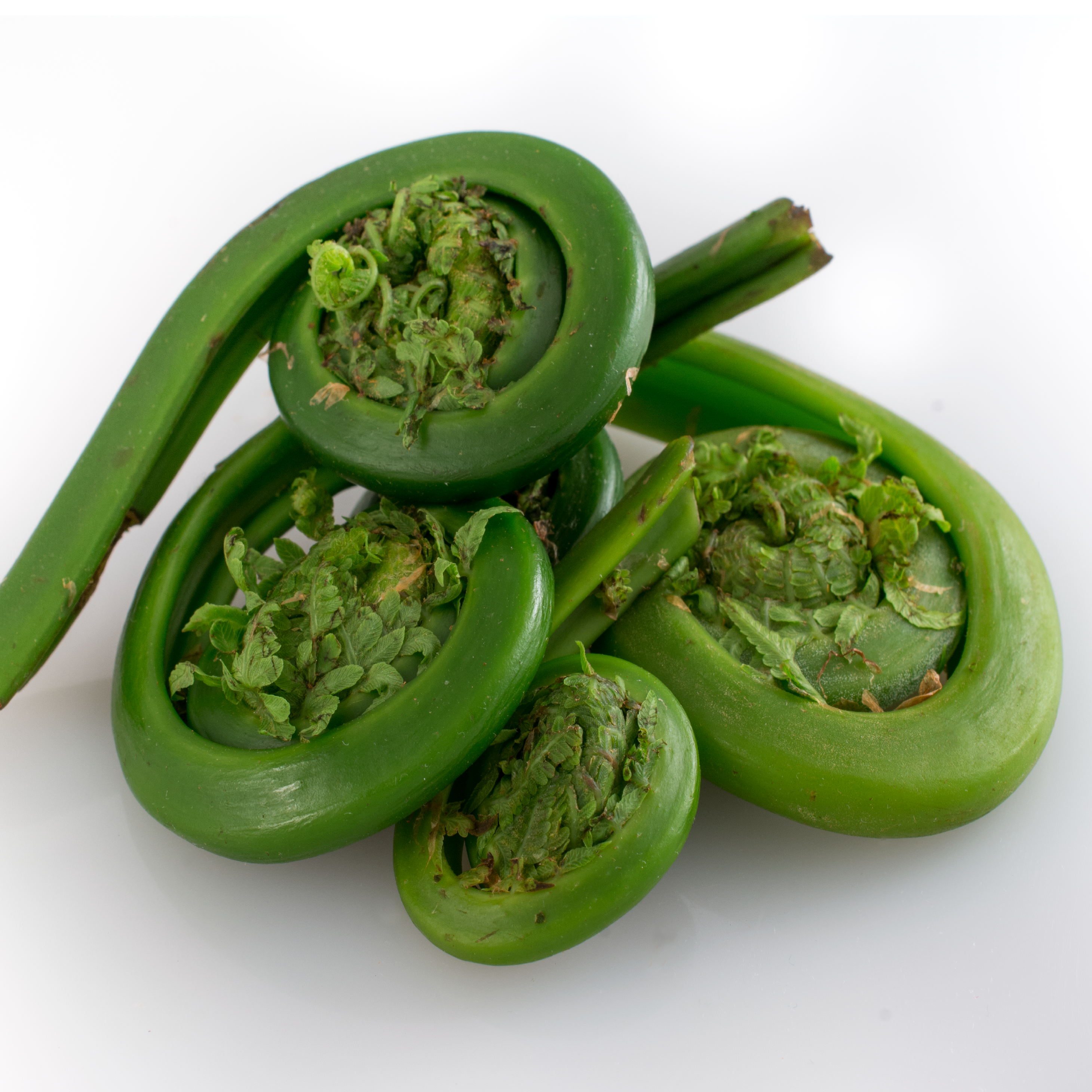 Fiddlehead Fern