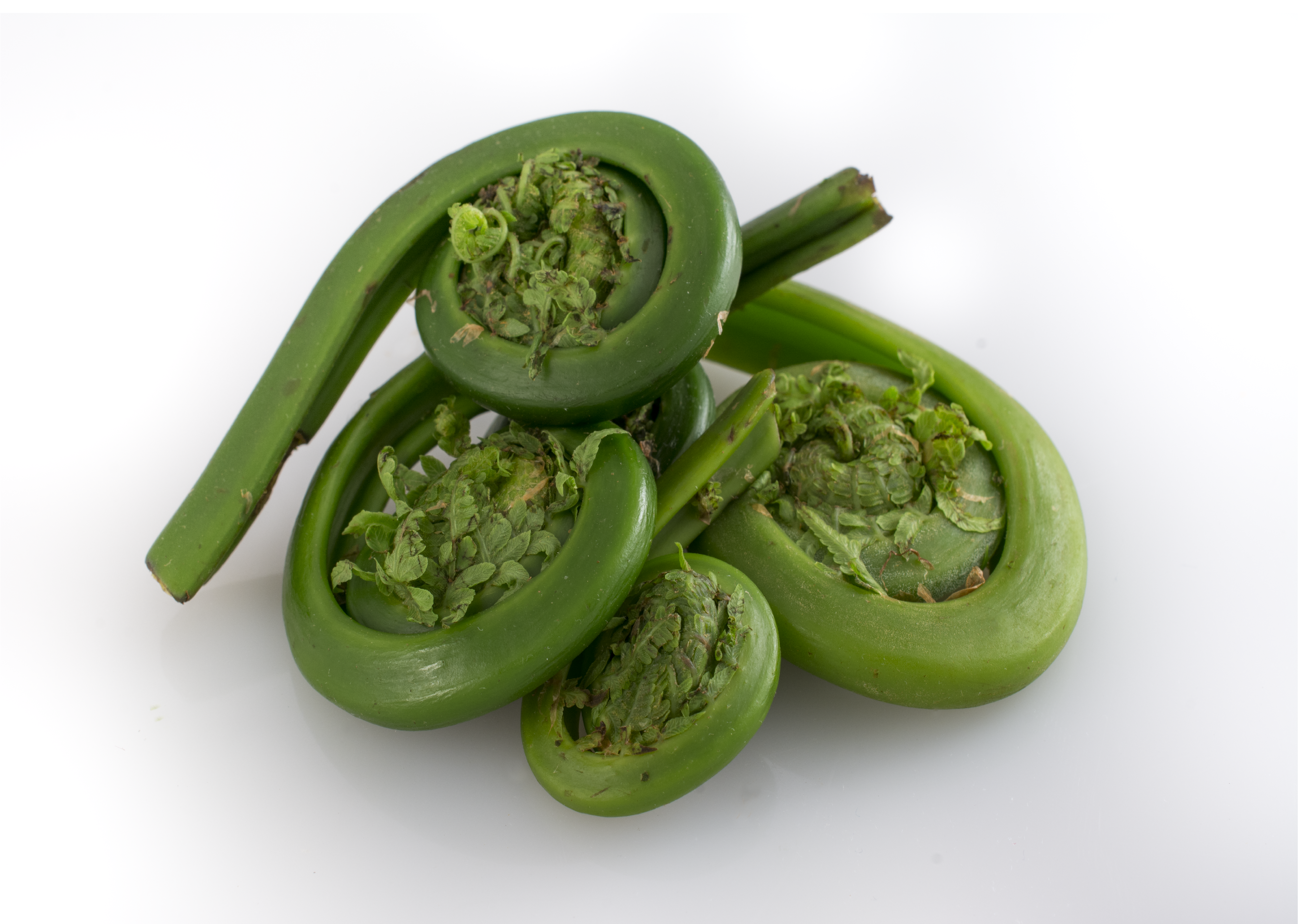Fiddlehead Fern