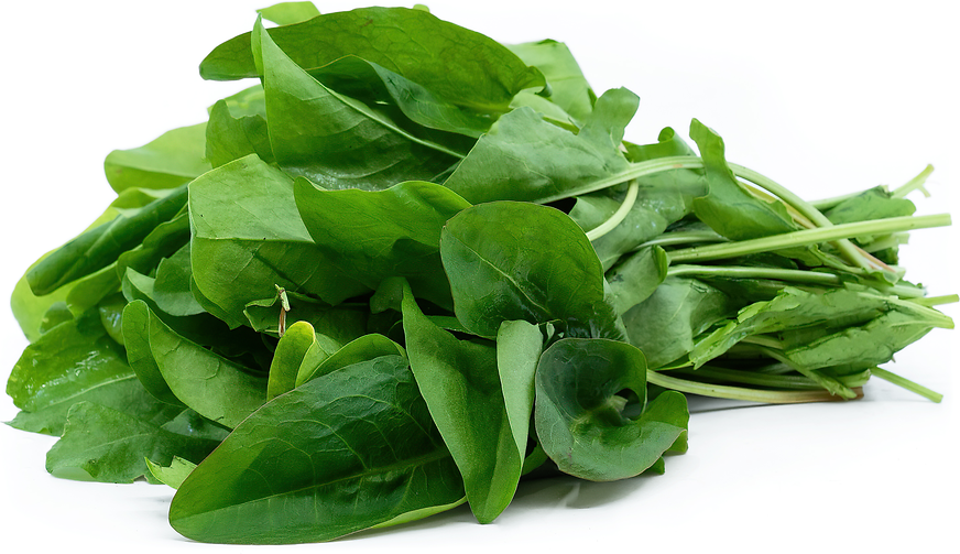 Green Sorrel