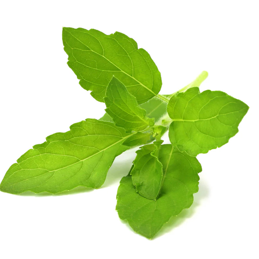 Holy Basil