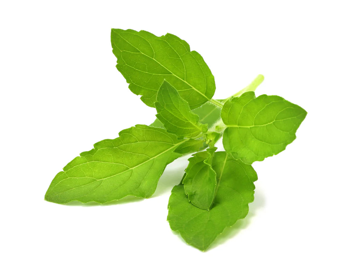 Holy Basil
