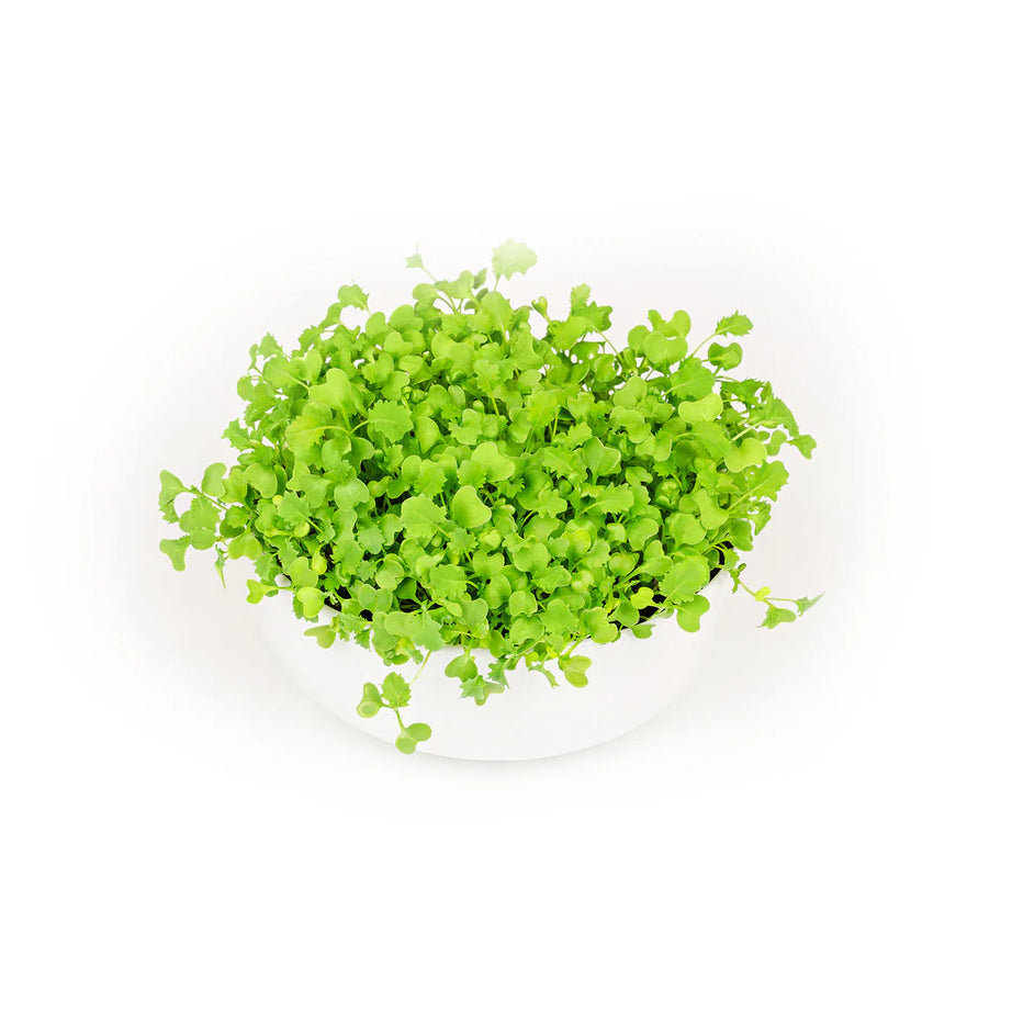 Kale Microgreens