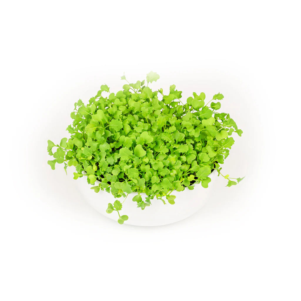 Kale Microgreens