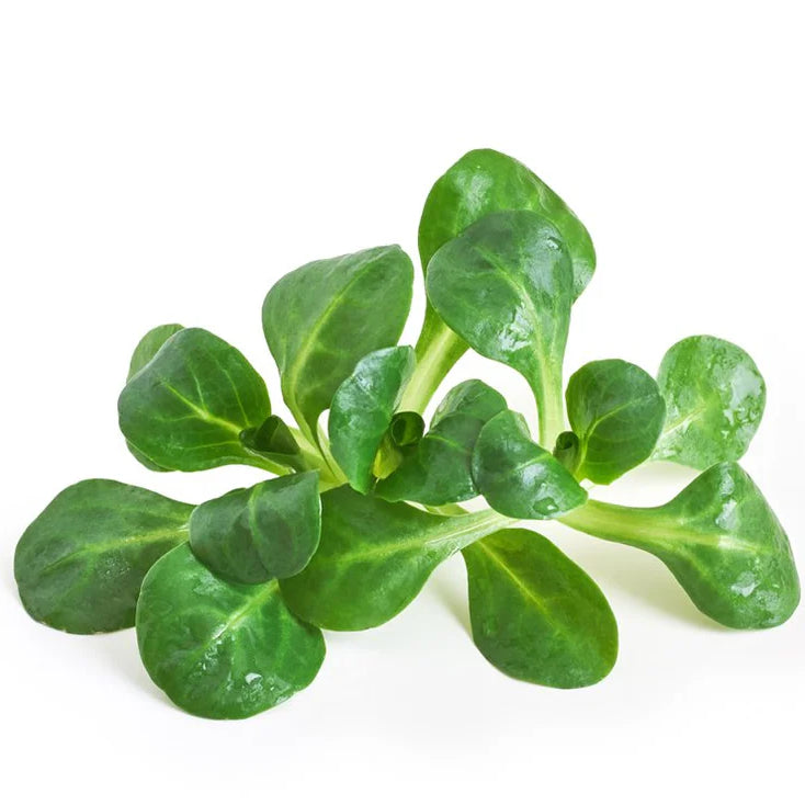 Lambs Lettuce